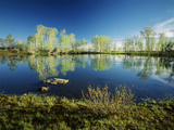 Aspen and Willow Trees  Steen's Mountain National Recreation Lands  Oregon  USA