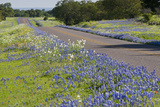 Texas Bluebonnet Flowers in Bloom  Central Texas  USA