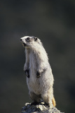 Marmot Wildlife  Denali National Park  Alaska  USA