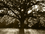 White Oak Tree  Great Smoky Mountains National Park  Cades Cove  Tennessee  USA
