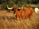 Longhorn Bull Wildlife  Oklahoma  USA