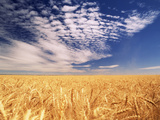 Clouds over Wheat Field Agriculture
