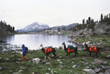 Women Carrying Llamas at Bridger Teton National Forest  Wyoming  USA