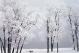 Beach  Hoar Frost on Cottonwoods During Winter  Bear Lake  Rendezvous  Utah  USA