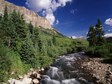 Stream Flowing Through Trees  Gunnison National Forest  Colorado  USA