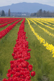 Tulips in Bloom at Skagit Valley Tulip Festival  Mount Vernon  Washington  USA
