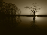 Bald Cypress Trees in Reelfoot Lake  Reelfoot National Wildlife Refuge  Tennessee  USA