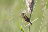 Marsh Wren Gathering Cattail Down  Juanita Bay Wetland  Washington  USA