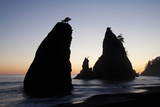 Sea Stacks and Pacific Ocean  Second Beach  Olympic National Park  Washington  USA
