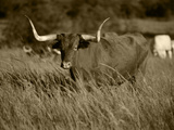 Longhorn Bull Wildlife  Oklahoma  USA