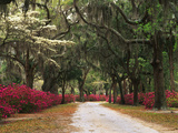 Road Lined with Azaleas and Live Oaks  Spanish Moss  Savannah  Georgia  USA