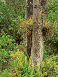 View of Air Plants and Wild Boston Ferns  Everglades National Park  Florida  USA