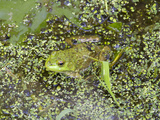 Bullfrog  Female (Rana Catesbeiana)  Juanita Bay Wetland  Washington  USA