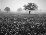 View of Texas Paintbrush and Bluebonnets Flowers at Dawn  Hill Country  Texas  USA
