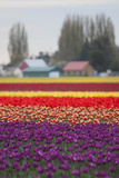 Tulips in Bloom at Skagit Valley Tulip Festival  Mount Vernon  Washington  USA