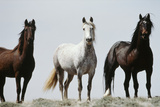 Wild Stallion Horses  Alkali Creek  Cyclone Rim  Continental Divide  Wyoming  USA