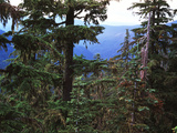 Tree Trunk in Forest  Opal Creek Wilderness  Willamette National Park  Oregon  USA