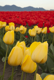 Tulips in Bloom at Skagit Valley Tulip Festival  Mount Vernon  Washington  USA