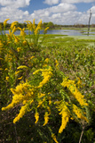 Goldenrod at Edge of Marsh in Brazos Bend State Park Near Houston  Texas  USA