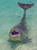 Dolphin in the Ocean  Roatan Island  Honduras