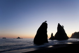 Sea Stacks and Pacific Ocean  Second Beach  Olympic National Park  Washington  USA