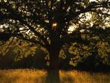 White Oak Tree  Great Smoky Mountains National Park  Cades Cove  Tennessee  USA