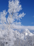 Cottonwood Tree in Winter  Grand Teton National Park in Morning  Wyoming  USA
