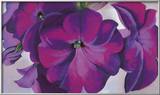Petunias  c1925