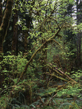 View of Rainforest  Olympic National Park  Washington State  USA