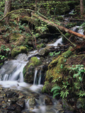 View of Waterfall  Olympic National Park  Washington State  USA
