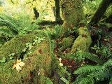 View of Hoh Rainforest  Olympic Peninsula  Olympic National Park  Washington State  USA