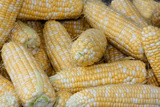 Fresh Corn at a Farmers' Market  Savannah  Georgia  USA