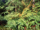View of Hoh Rainforest  Olympic Peninsula  Olympic National Park  Washington State  USA