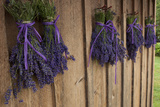 Bunches of Lavender Drying Shed at Lavender Festival  Sequim  Washington  USA