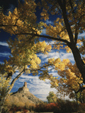 Cottonwoods and Squawbush  Gunnison Butte at Green River Flood Plain  Utah  USA
