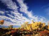 Rabbit Brush in Autumn Below Gunnison Butte at Green River Flood Plain  Utah  USA