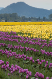 Tulips in Bloom at Skagit Valley Tulip Festival  Mount Vernon  Washington  USA