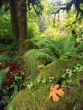 View of Hoh Rainforest  Olympic Peninsula  Olympic National Park  Washington State  USA