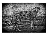 Cheetah B+W
