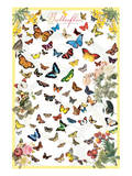 Butterflies