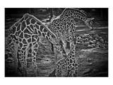 Giraffes B+W