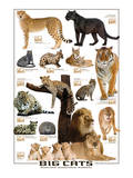 Big Cats