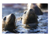 Afternoon Sea Lion Swim