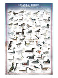 Coastal Birds