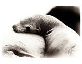 Baby Sea Lion