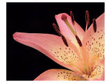 Lily Pink 2