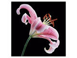 Lily Stargazer 1