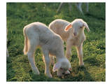 Lambs