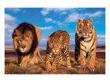 Three Big Cats