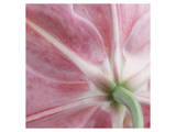 Lily Stargazer 2 Square